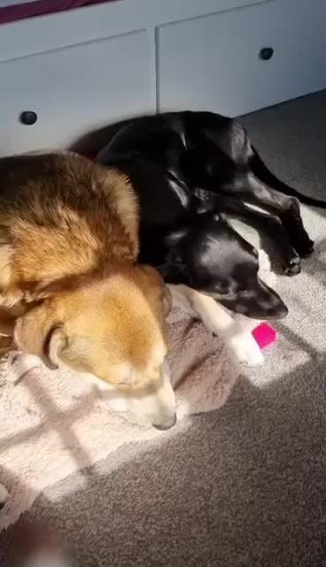 Mixed Breed dogs for adoption: ❤️🐶 LILY – EVERYTHING PEOPLE DREAM OF IN A DOG in Sale - Video 3
