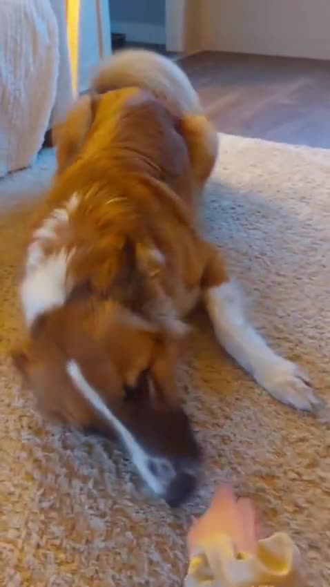 Mixed Breed dogs for adoption: Handsome Walter is looking for his forever home!  in Banchory - Video 1