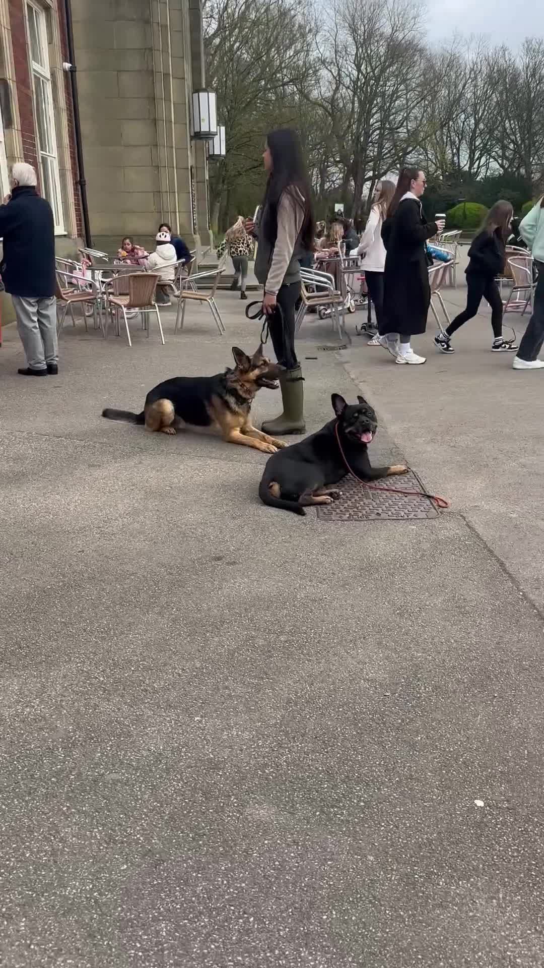 Mixed Breed dogs for sale: Reggie - Rottie x Frenchie - Video 4