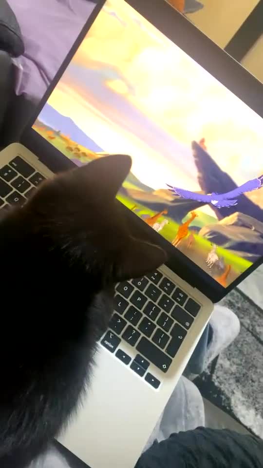 British Shorthair cats for sale: British Shorthair x Male  - Video 2