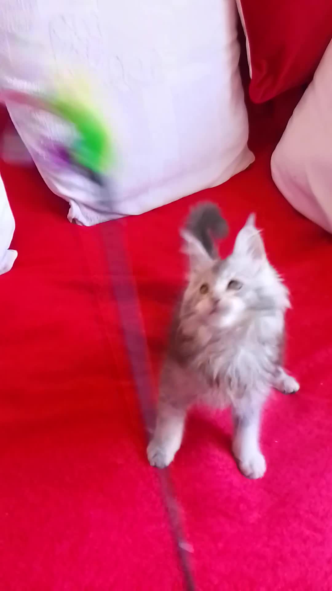 Maine Coon cats for sale: HCM/PKDef/SMA clear TICA silvers poly/non poly  - Video 2