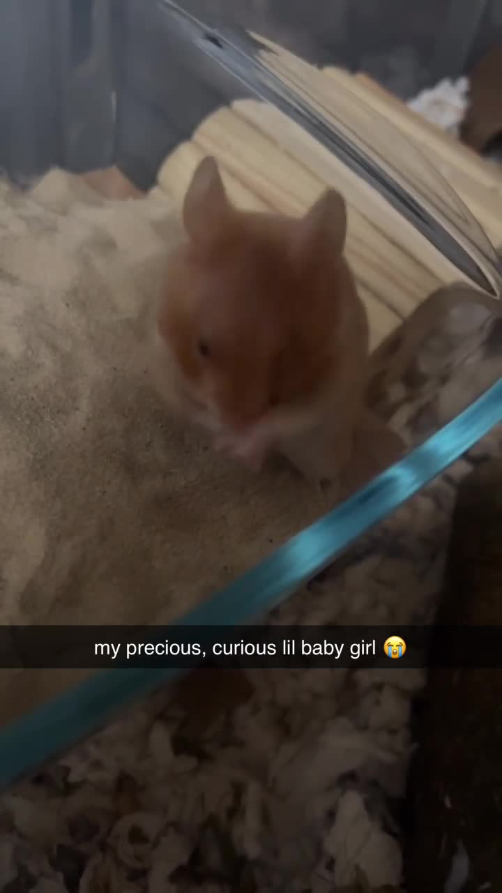 Hamster rodents for sale: Meet Cinnamon :)) - Video 2