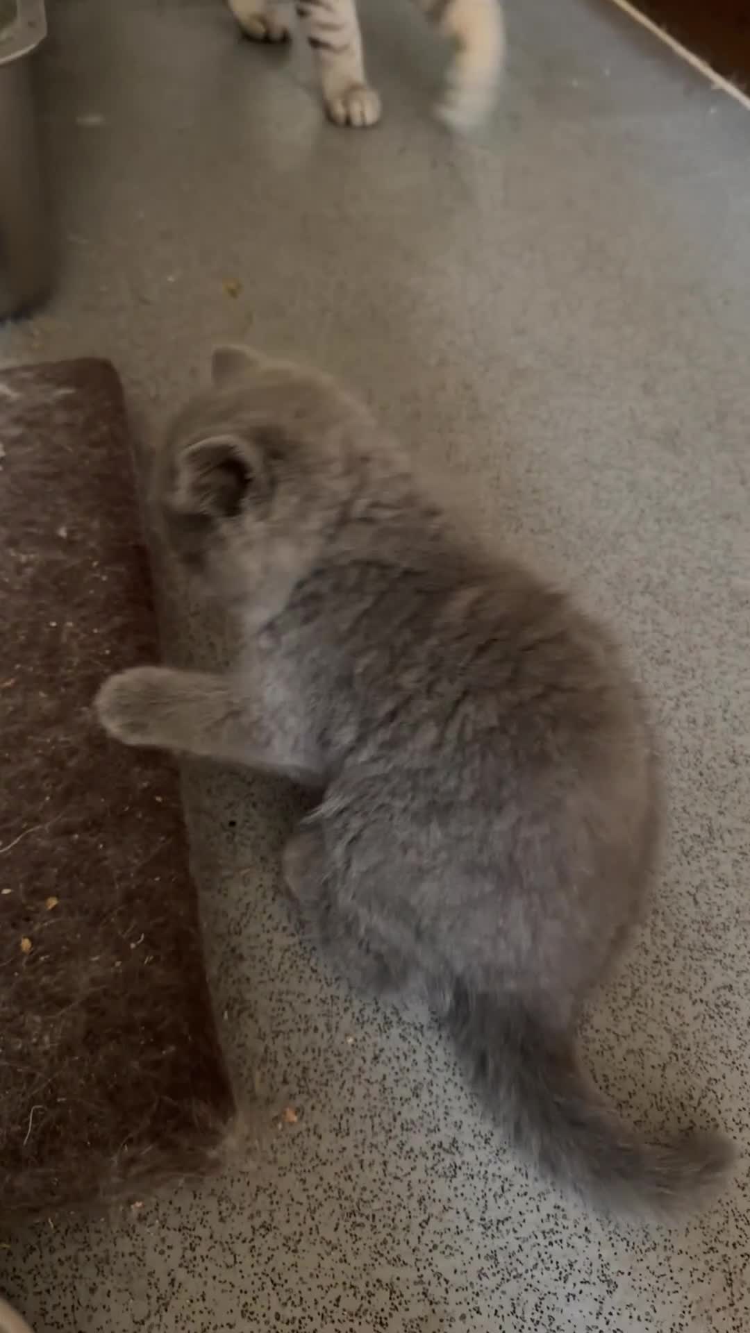 British Shorthair cats for sale: BSH mix Himalayan Persian  - Video 1