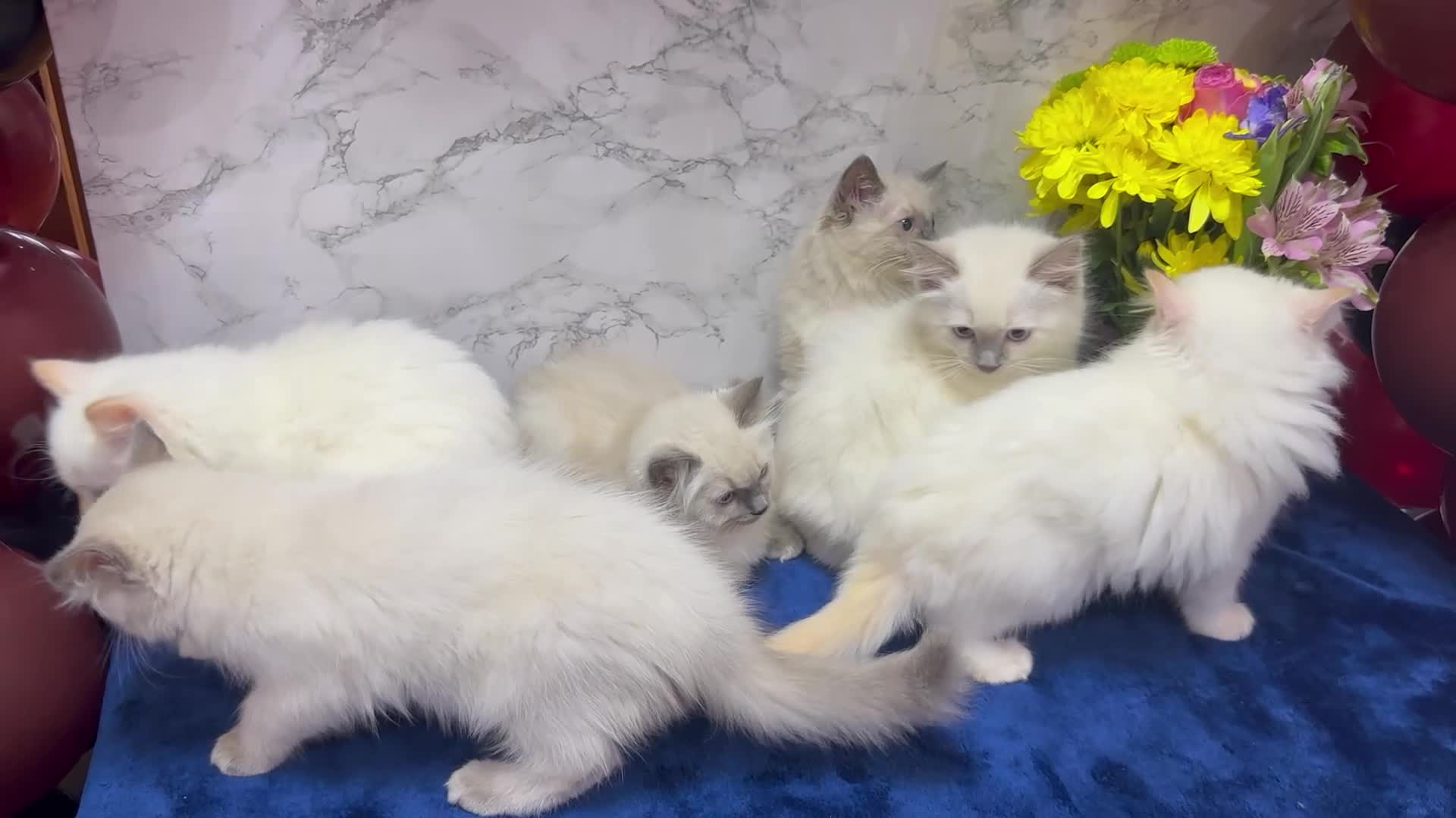 Ragdoll cats for sale: TICA Registered Magnificent Ragdoll kittens  - Video 5