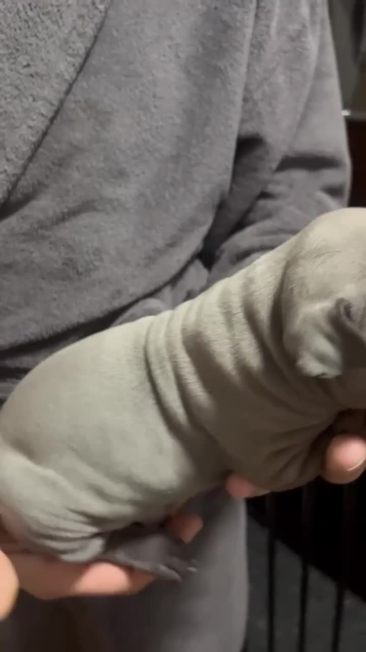 Thai Ridgeback dogs for sale: (New pictures)Thai Ridgeback puppy’s 🏆 - Video 2