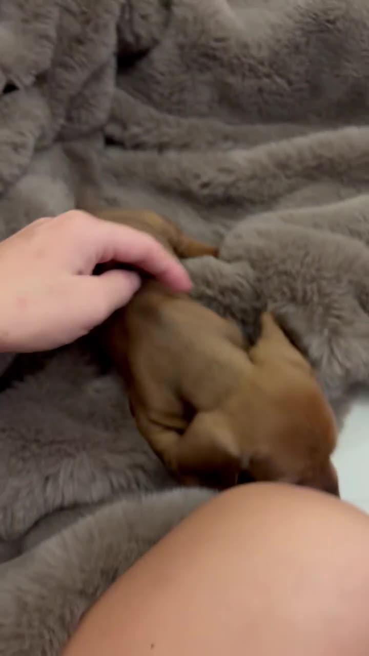 Miniature Dachshund dogs for sale: Beautiful mini dachshund pups - Video 3