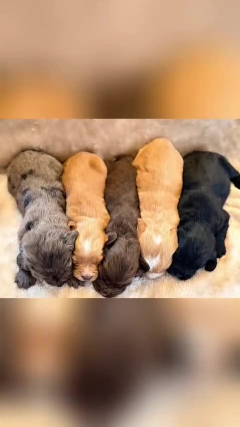 Cocker Spaniel dogs for sale: Gorgeous litter of working cocker spaniel puppies - Video 2