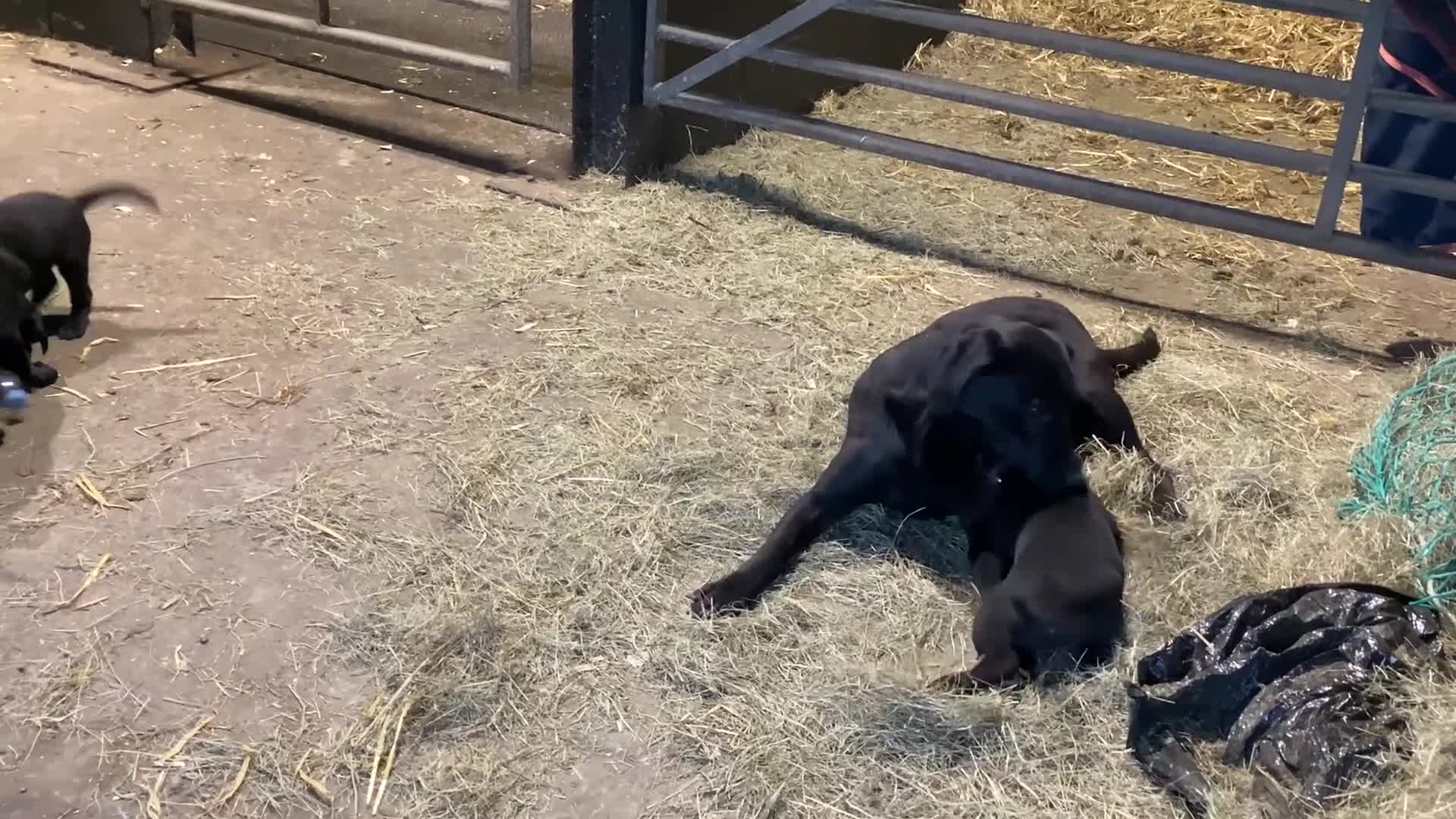 Labrador Retriever dogs for sale: Gorgeous Black family/Working Labrador Pups - Video 1