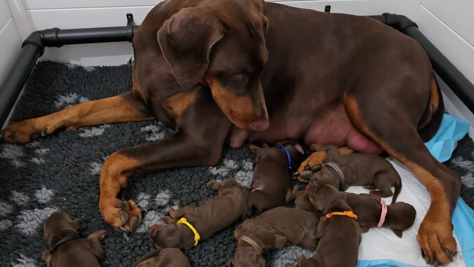 Dobermann dogs for sale: *HEALTH TESTED,HOME REARED,STUNNING DOBERMAN PUPS - Video 2
