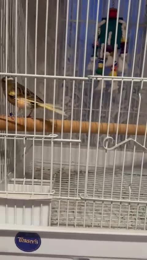 Mixed Breed birds for sale: Goldfinch mule  - Video 2