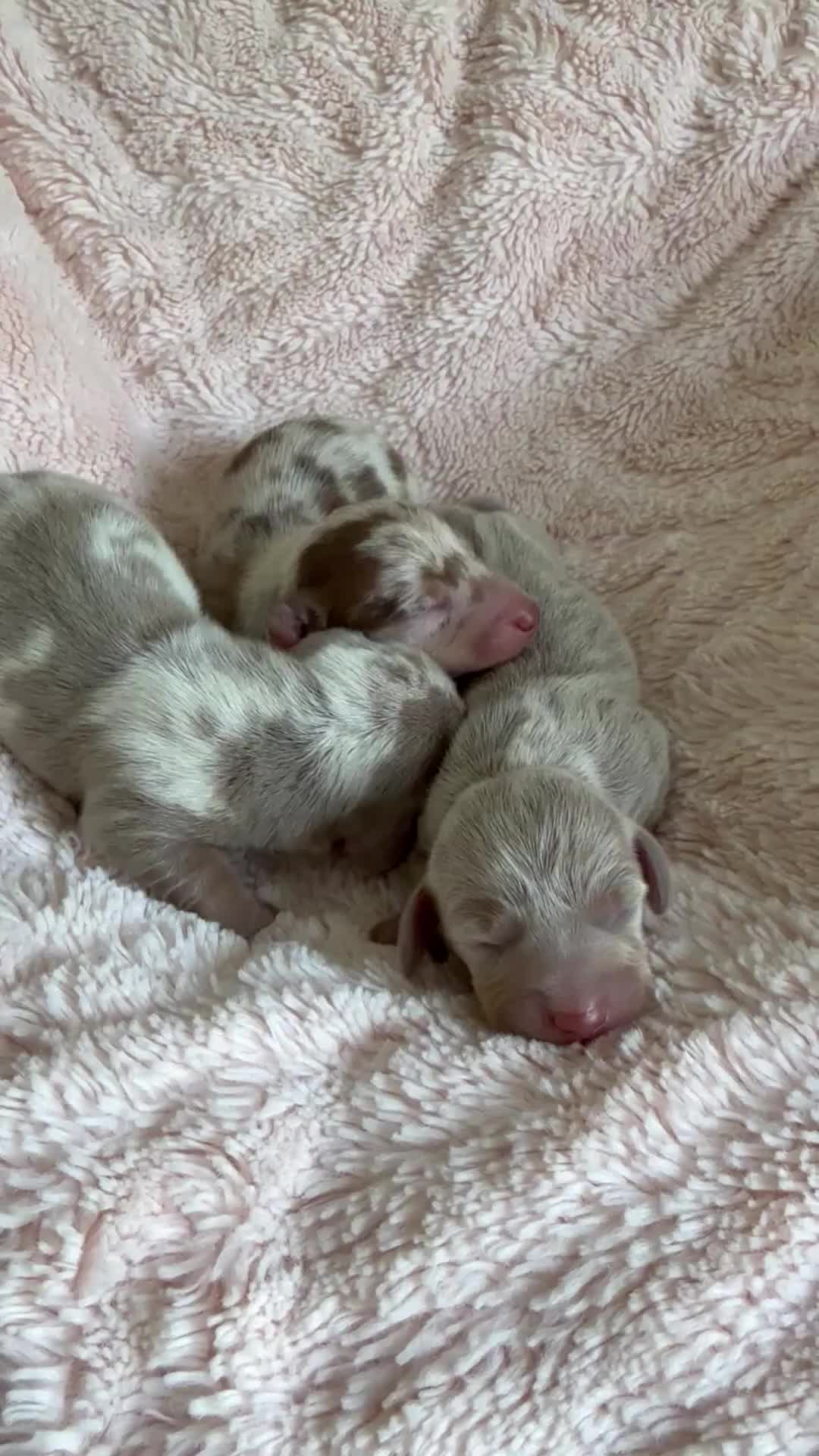 Miniature Dachshund dogs for sale: Kennel club Miniature Dachshunds  - Video 1