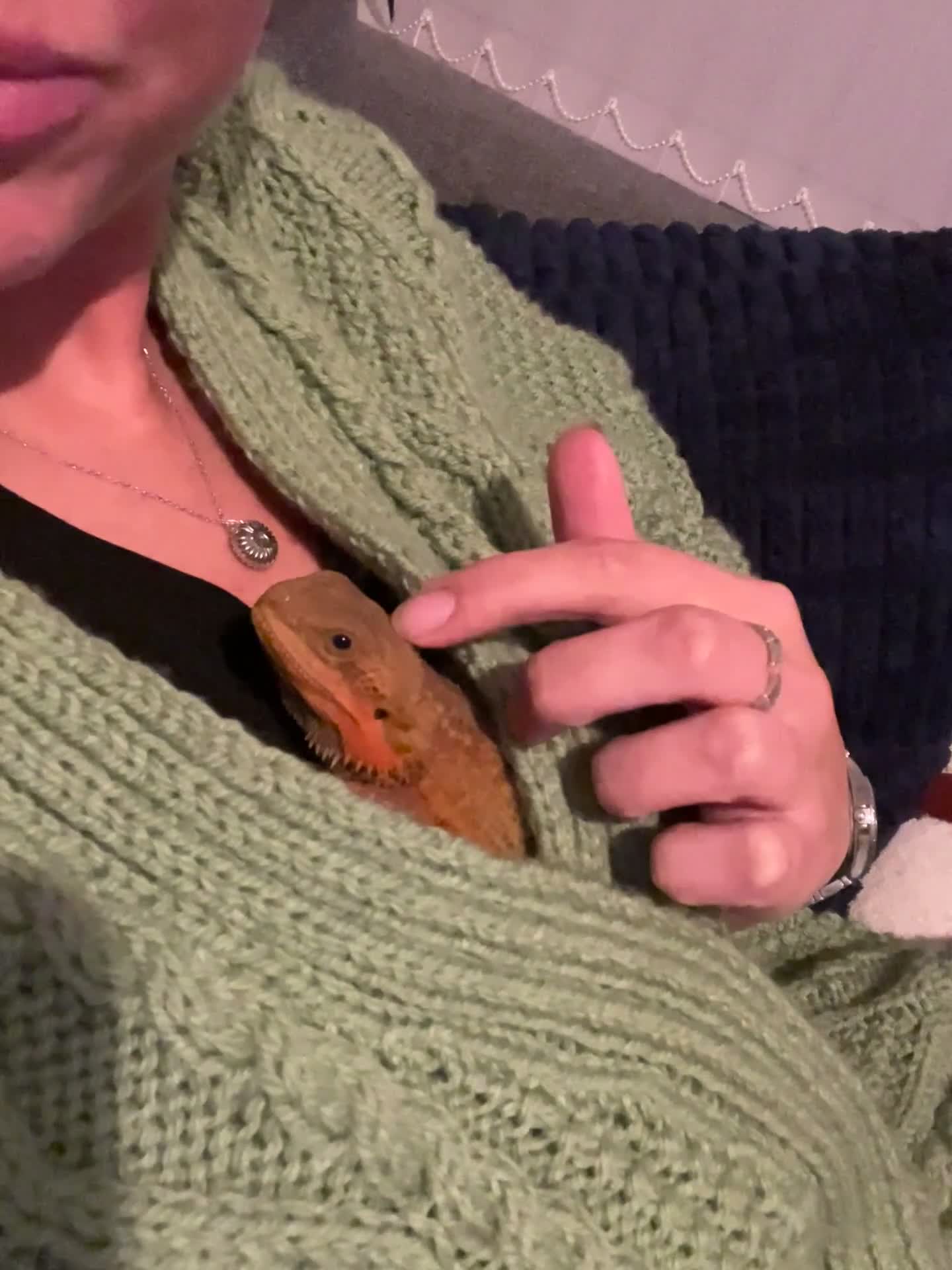 Bearded Dragon reptiles for sale: Bearded Dragon - Full Setup Included 🦎❤️ - Video 3