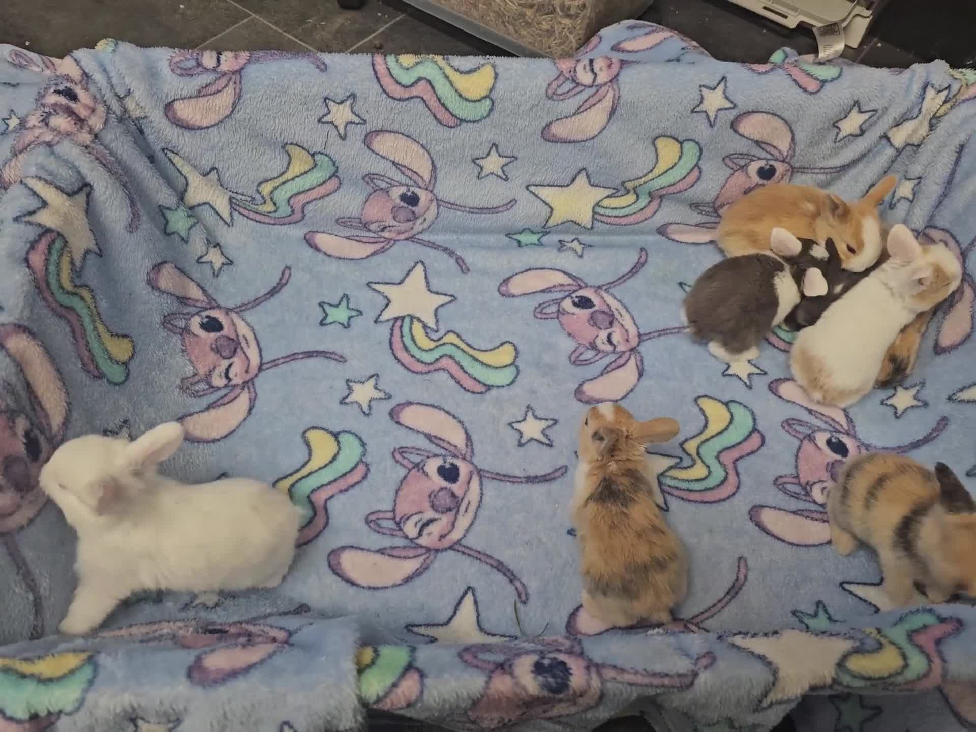 Mixed Breed rabbits for sale: 8 babies bunnies - Video 1