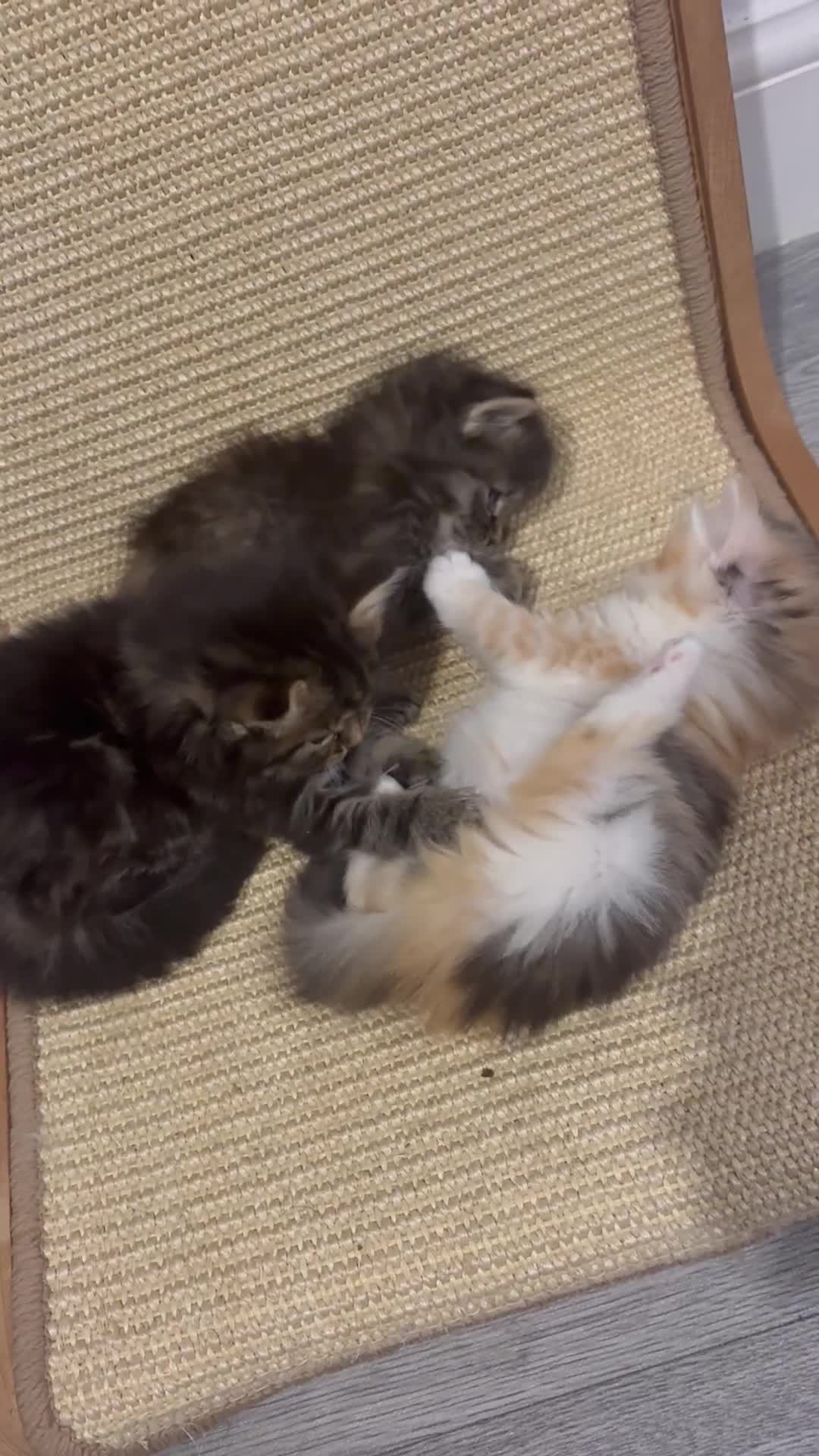 Mixed Breed cats for sale: Last long haired female remaining 🖤 - Video 2