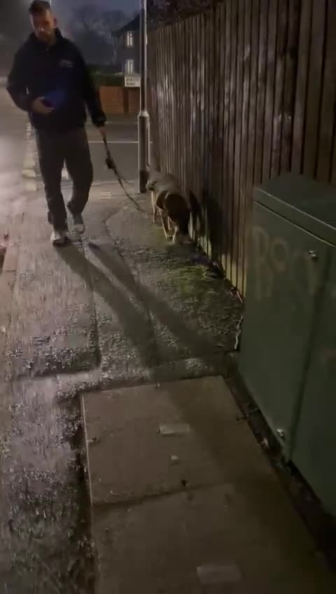 Mixed Breed dogs for adoption: 💙Lord — amazing  8-month-old medium boy💙 - Video 1