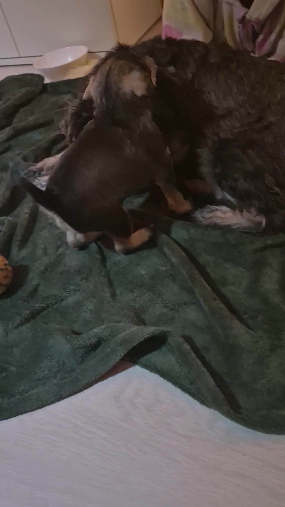 Miniature Schnauzer dogs for sale: Adorable Miniature Shnauzer ,SOLD - Video 3