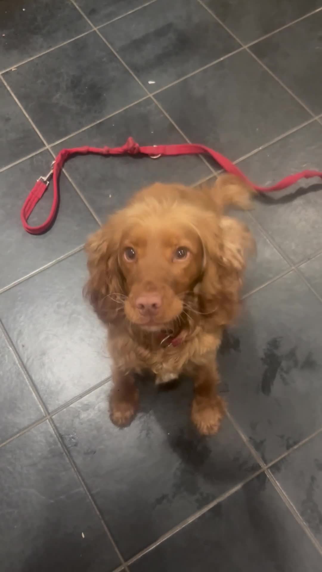 Cocker Spaniel dogs for sale: beautiful cocker spanial for sale  - Video 1
