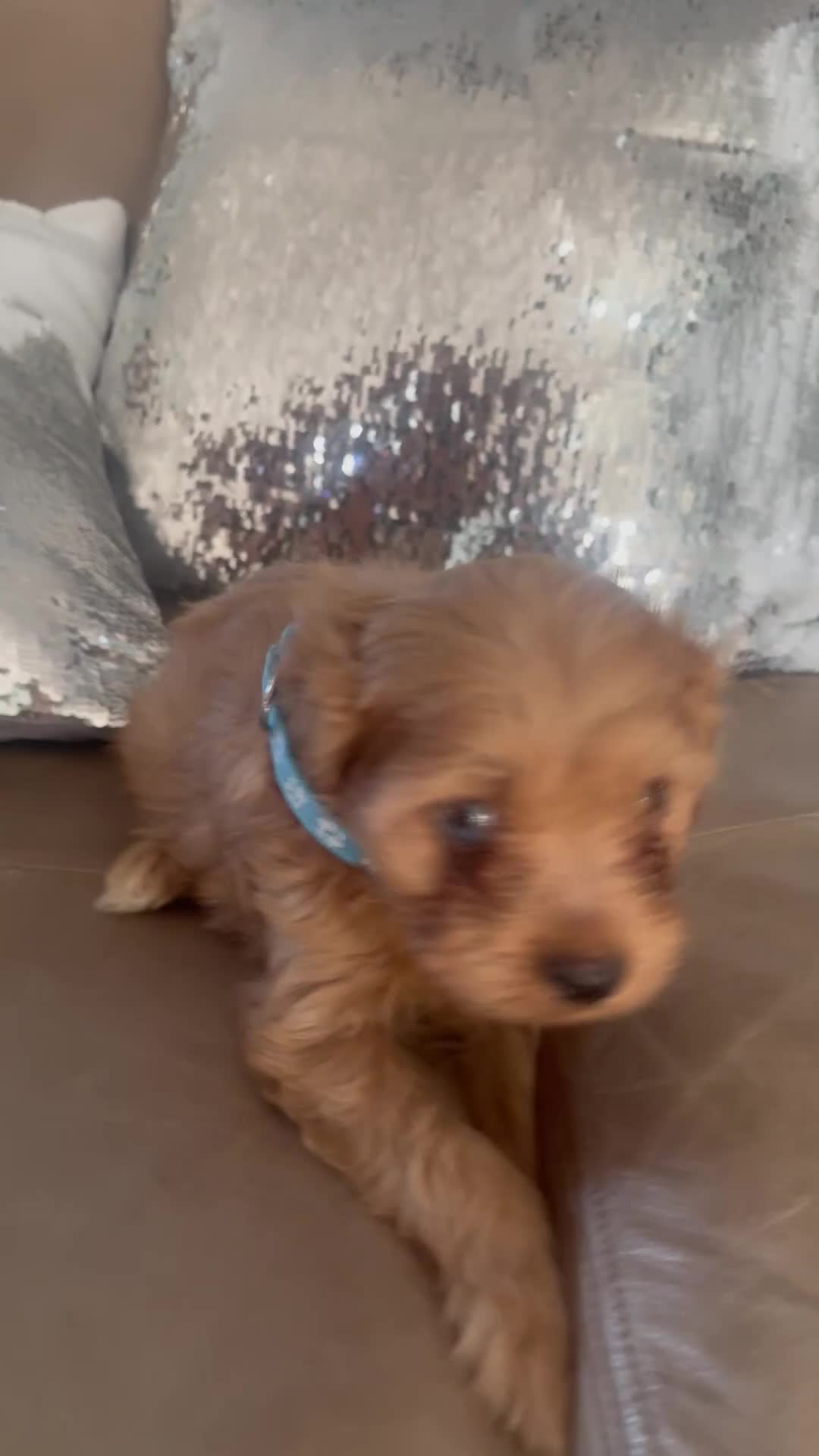 Cavapoo dogs for sale: Cavapoo puppies MALE stunning and cuddly  - Video 4