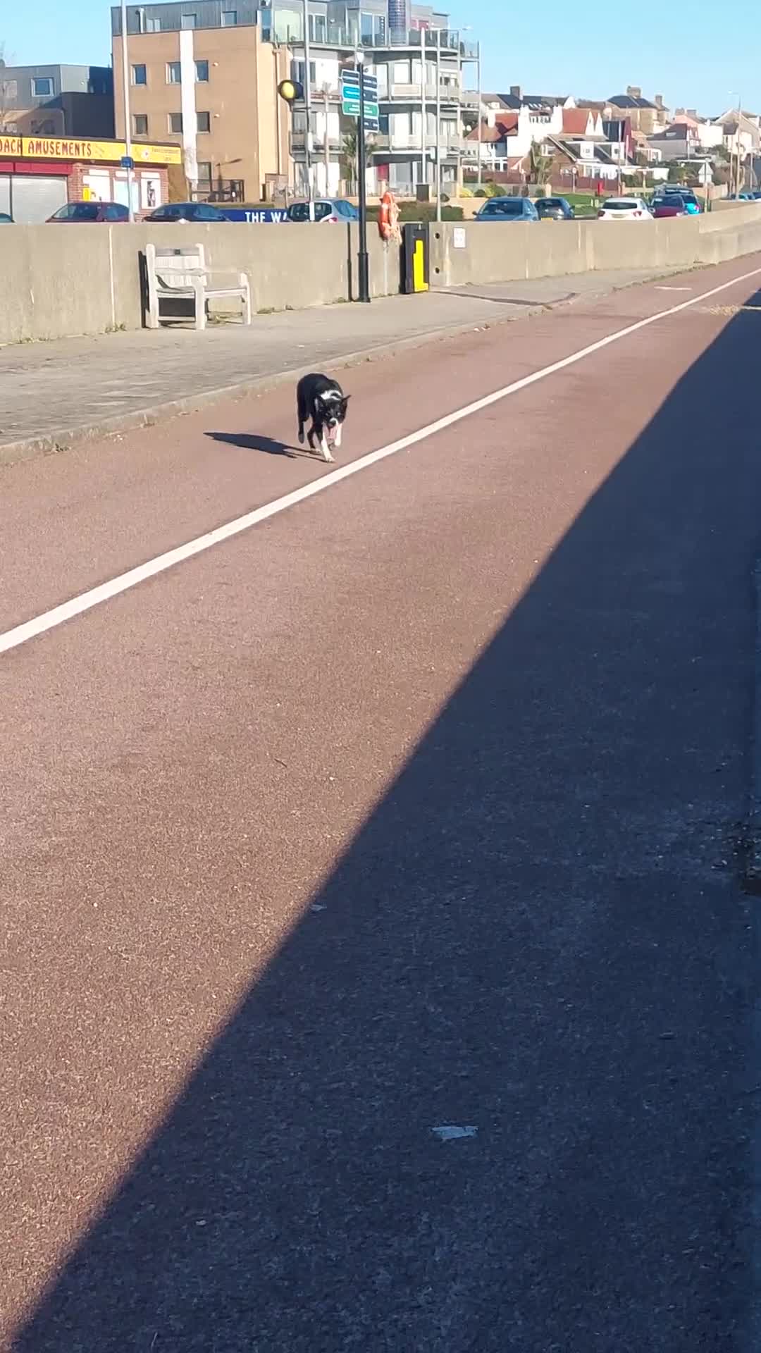 Border Collie dogs for sale: Female Short Hair Border Collie - Video 5