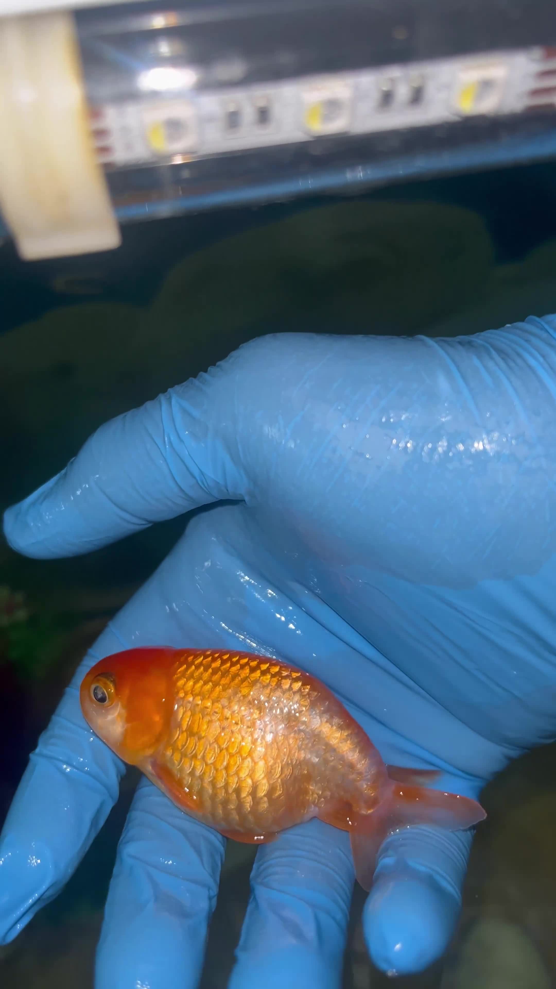 Fancy Goldfish fish for sale: 2X A GRADE YOUNG RANCHU FANCY GOLDFISH - Video 1