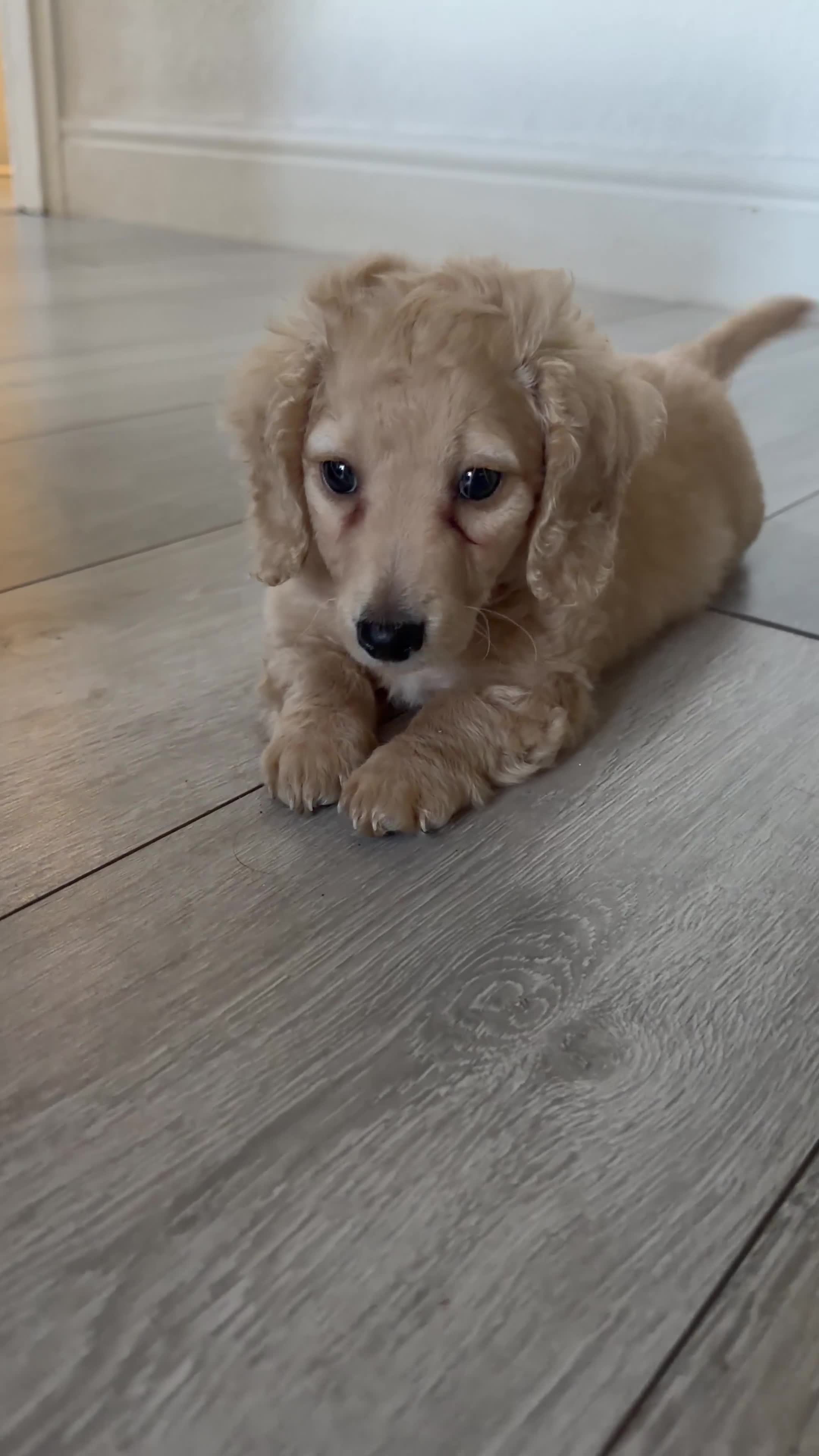 Dachshund dogs for sale: Beautiful miniature dachshund for sel - Video 1