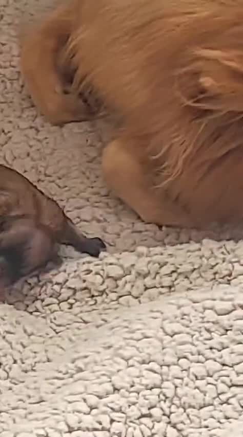 Pomeranian dogs for stud: PROVEN Pomeranian for STUD  - Video 1
