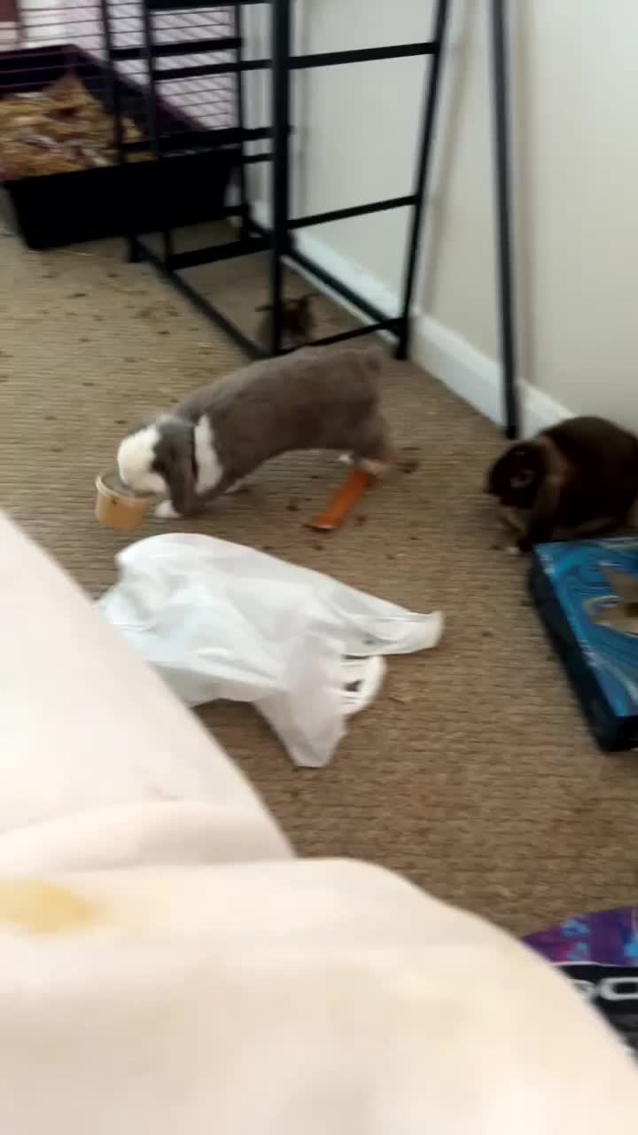 Mini Lop rabbits for sale: These 6 mini lops are in need of a new home - Video 2