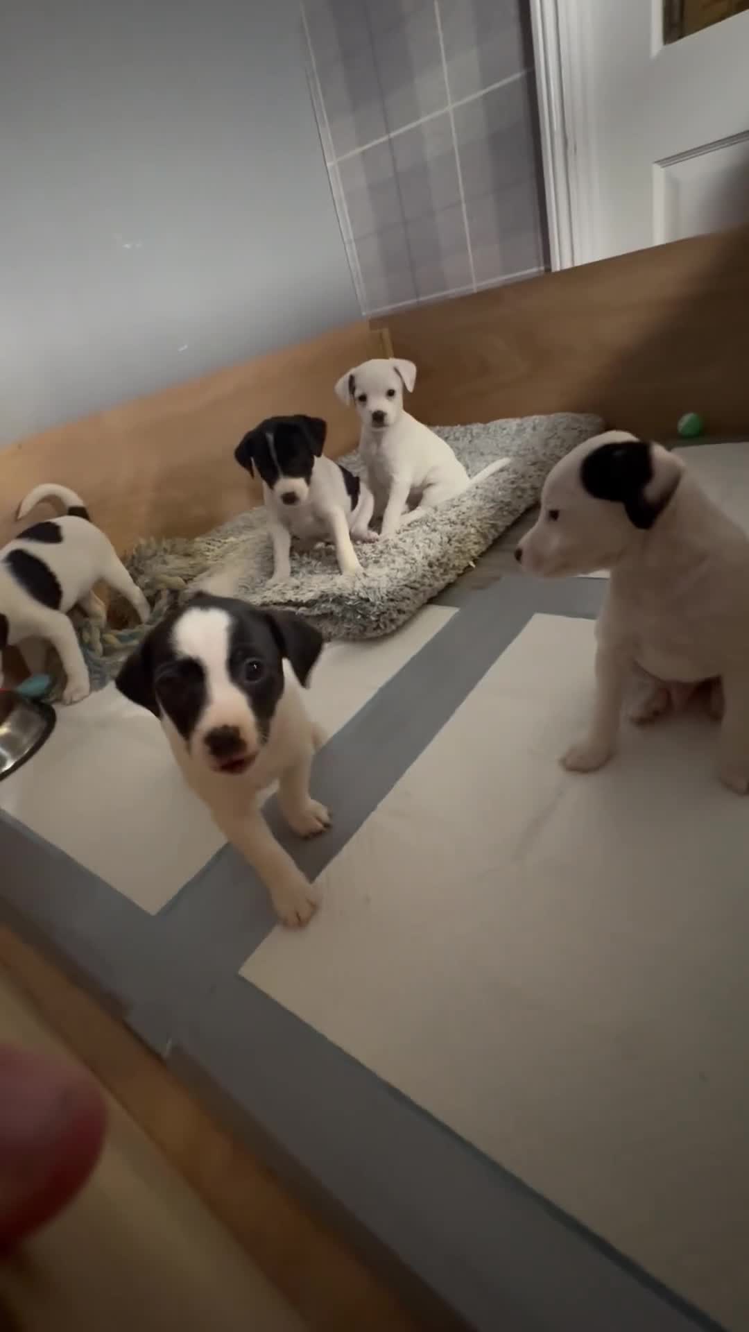 Mixed Breed dogs for sale: Jack russel x ratchi (Chihuahua x rat terrier) - Video 1