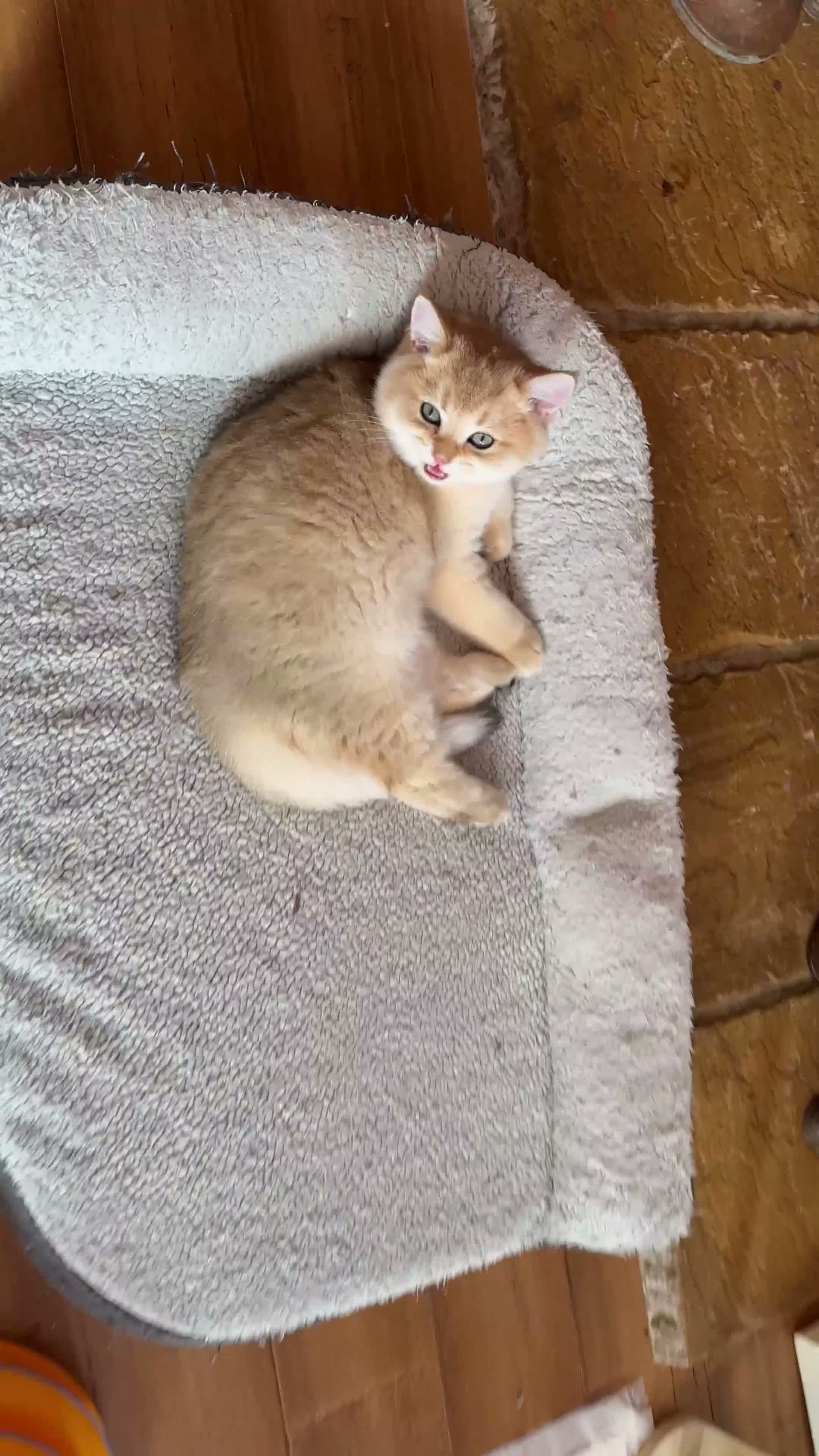 British Shorthair cats for sale: Ready Show quality golden chinchillas - Video 3