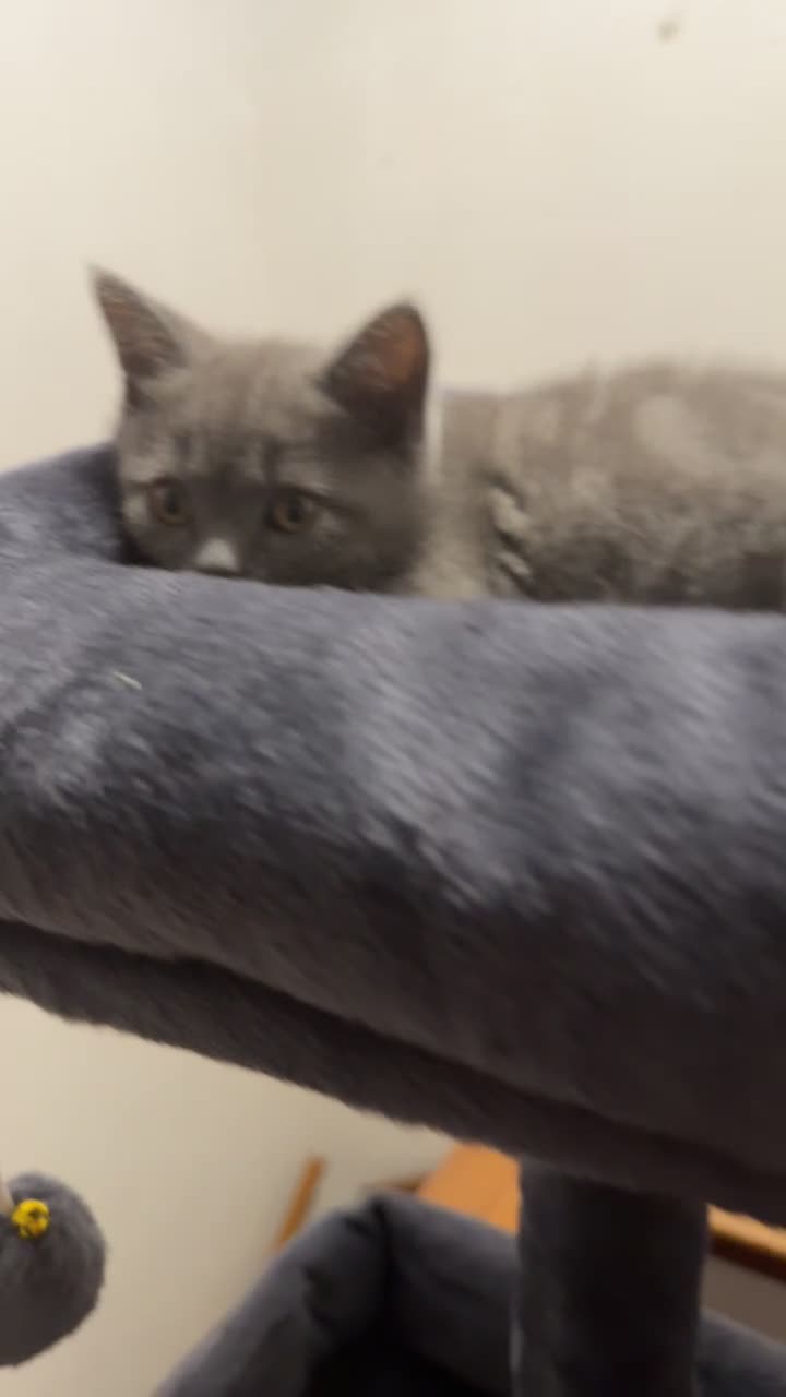 British Shorthair cats for sale: 2 FRIENDLY BRITISH SHORTHAIR MALES  - Video 3
