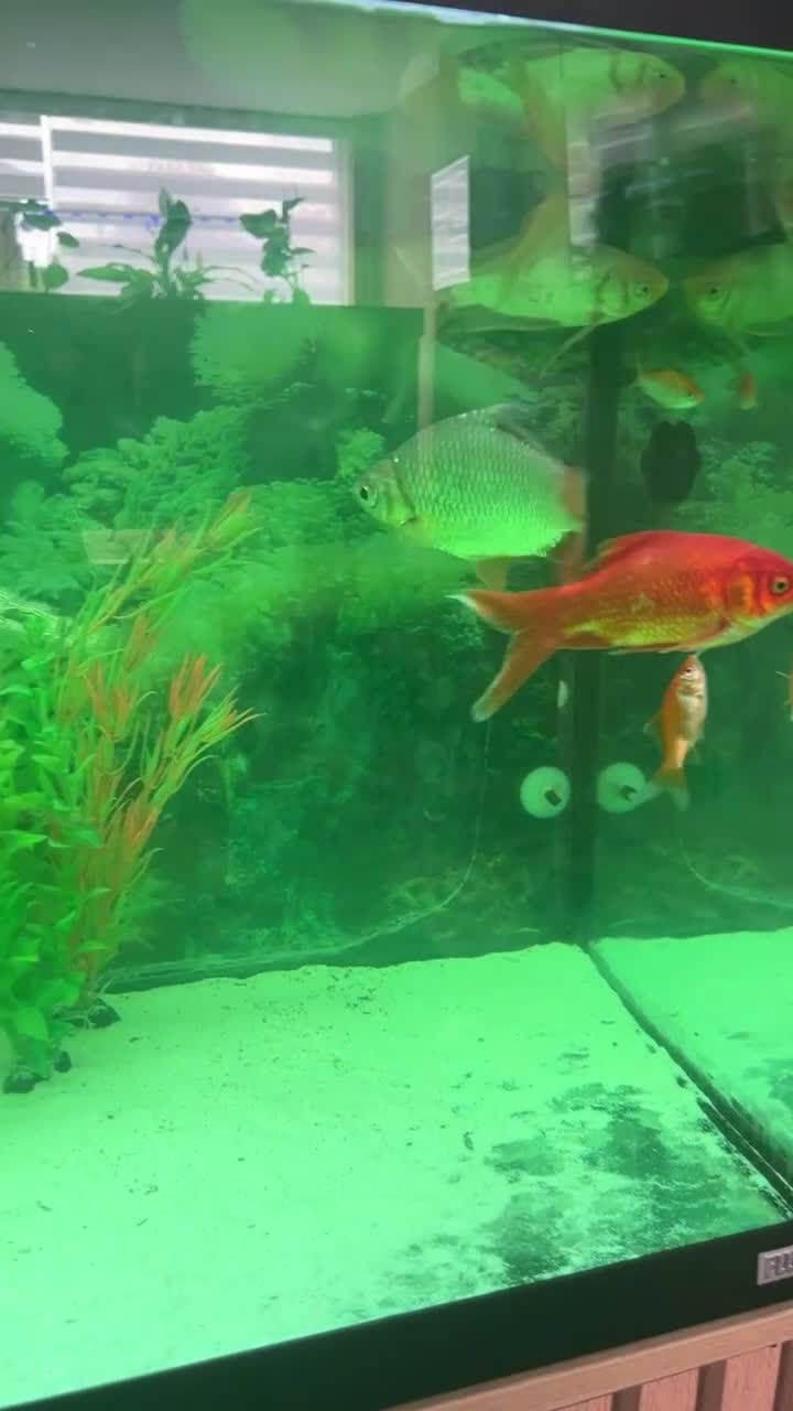 Goldfish fish for sale: 12 Gold fish for sale OR FULL SetUp £300  - Video 1