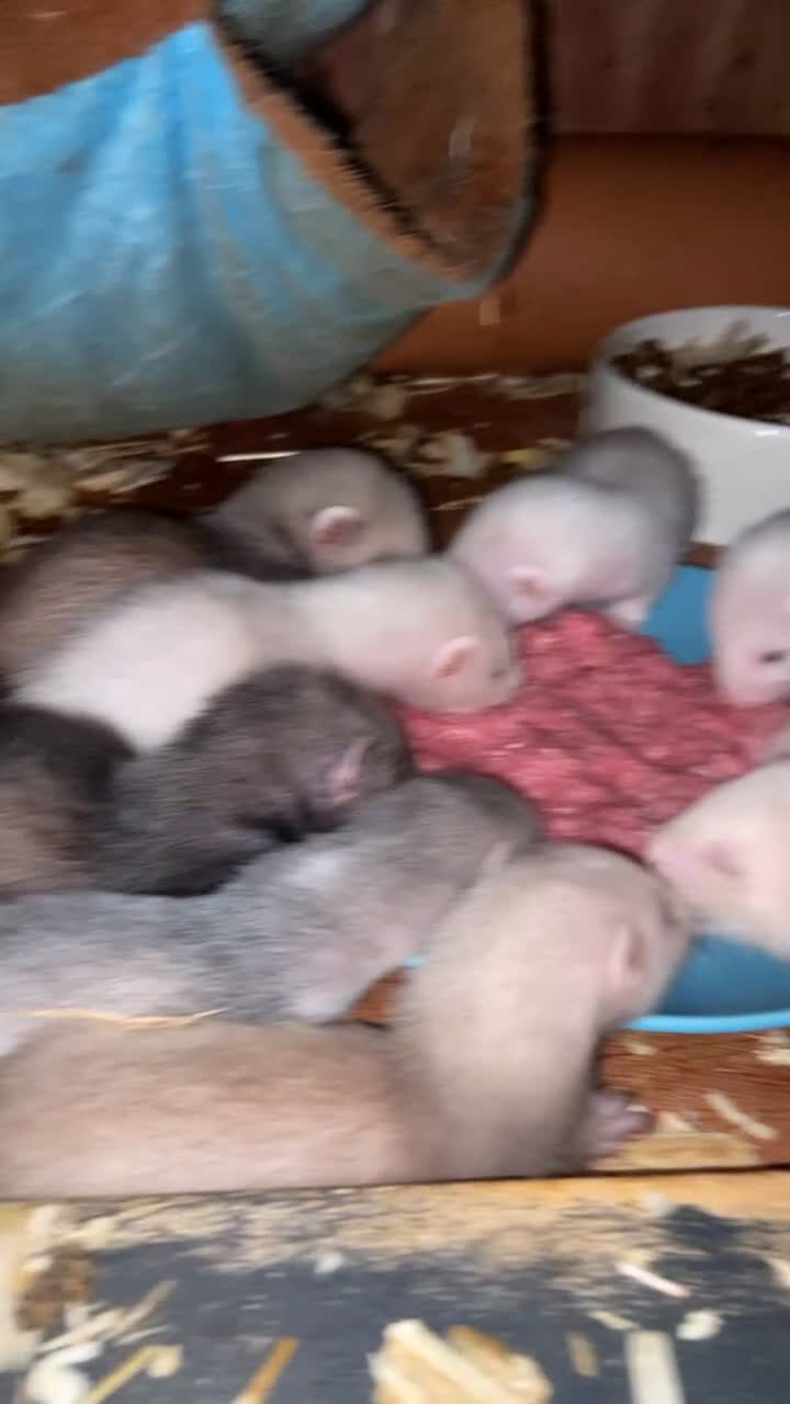 Ferret rodents for sale: Micro ferrets  in Sandbach - Video 1