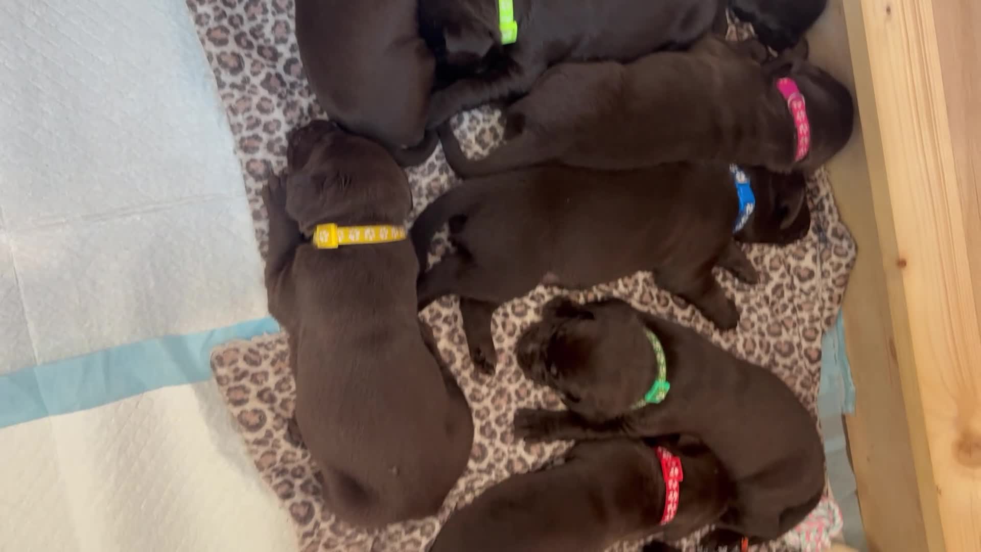 Labrador Retriever dogs for sale: Beautiful Chocolate Labs - Video 1