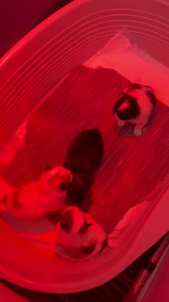 Pomeranian dogs for sale: Pomeranian Puppies – Home Raised With Mum & Dad - Video 3