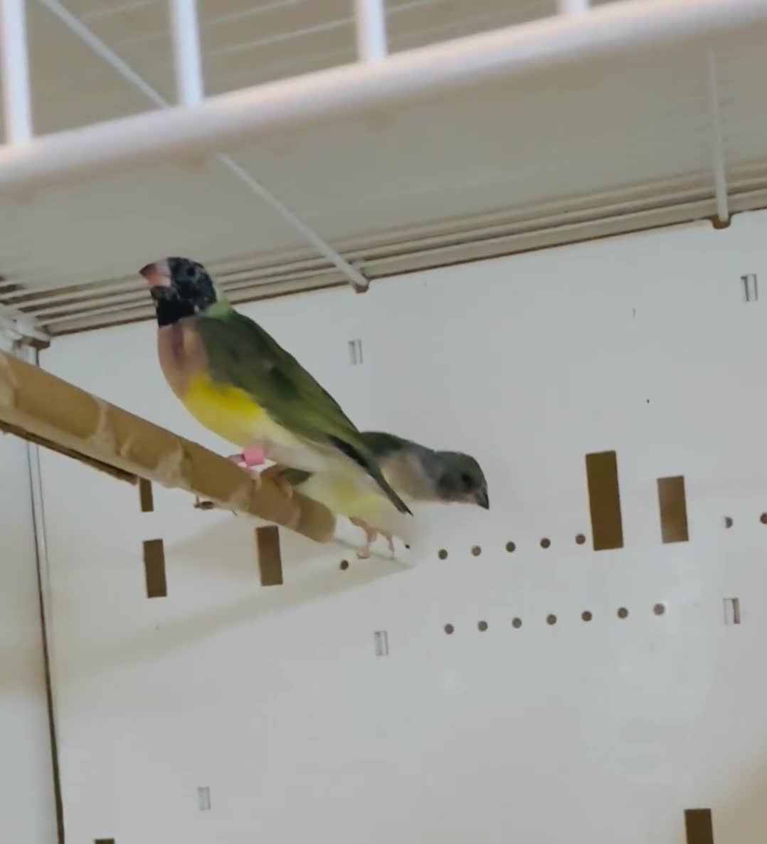 Finches birds for sale: Female Gouildian finches available young  - Video 2