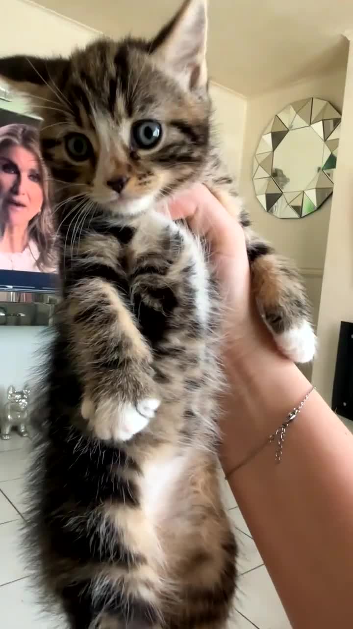 Mixed Breed cats for sale: two oriental x bengal x mainecoon kittens left - Video 1