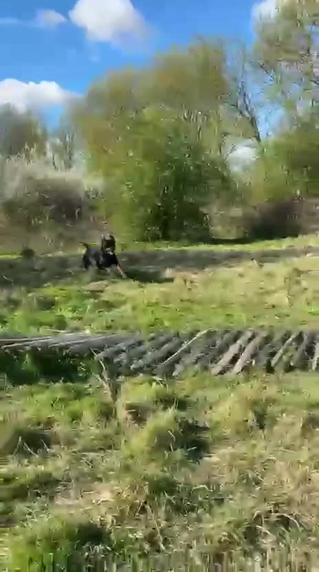 Rottweiler dogs for stud: Champion Bloodline Rottweiler Stud - Video 1