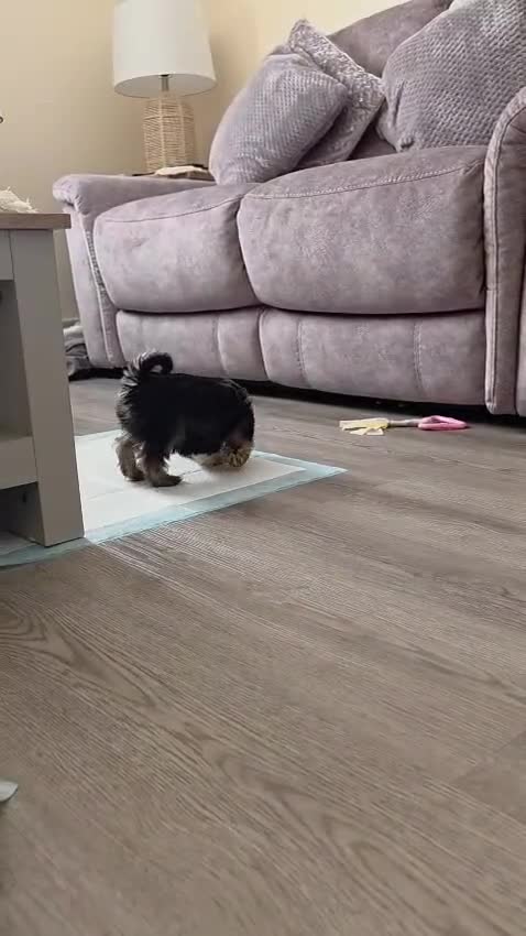 Mixed Breed dogs for sale:  **  chorkie x jackapoo puppies  - Video 4