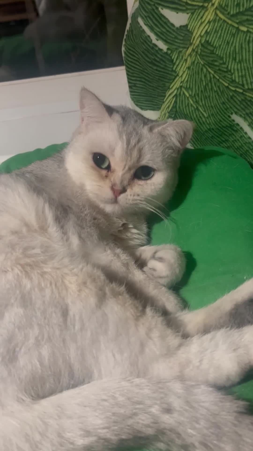 British Shorthair cats for sale: Beautiful Silver Tipped British Shorthair - Video 1