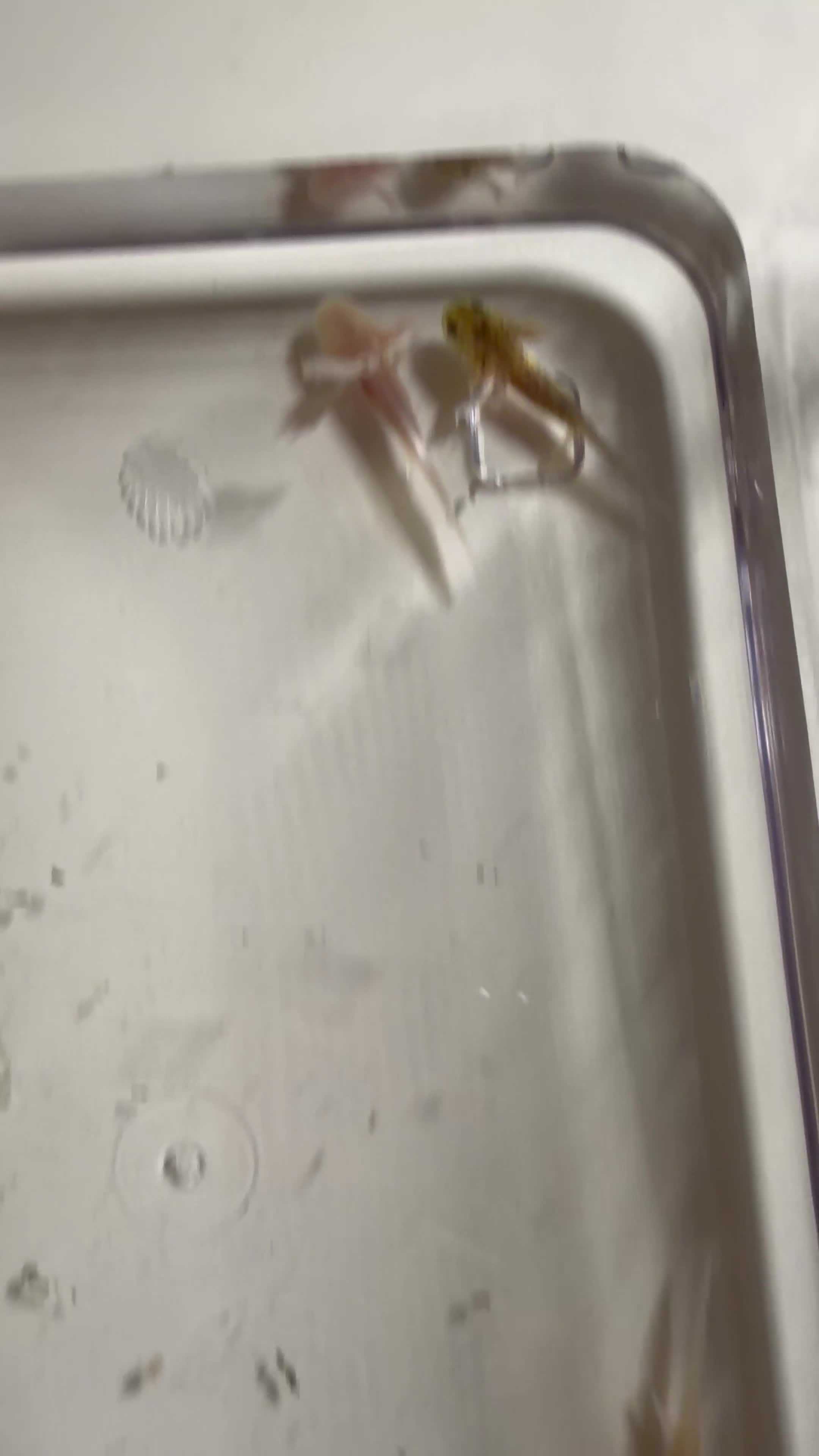 Axolotl reptiles for sale: Axolotl juveniles  in Slough - Video 1