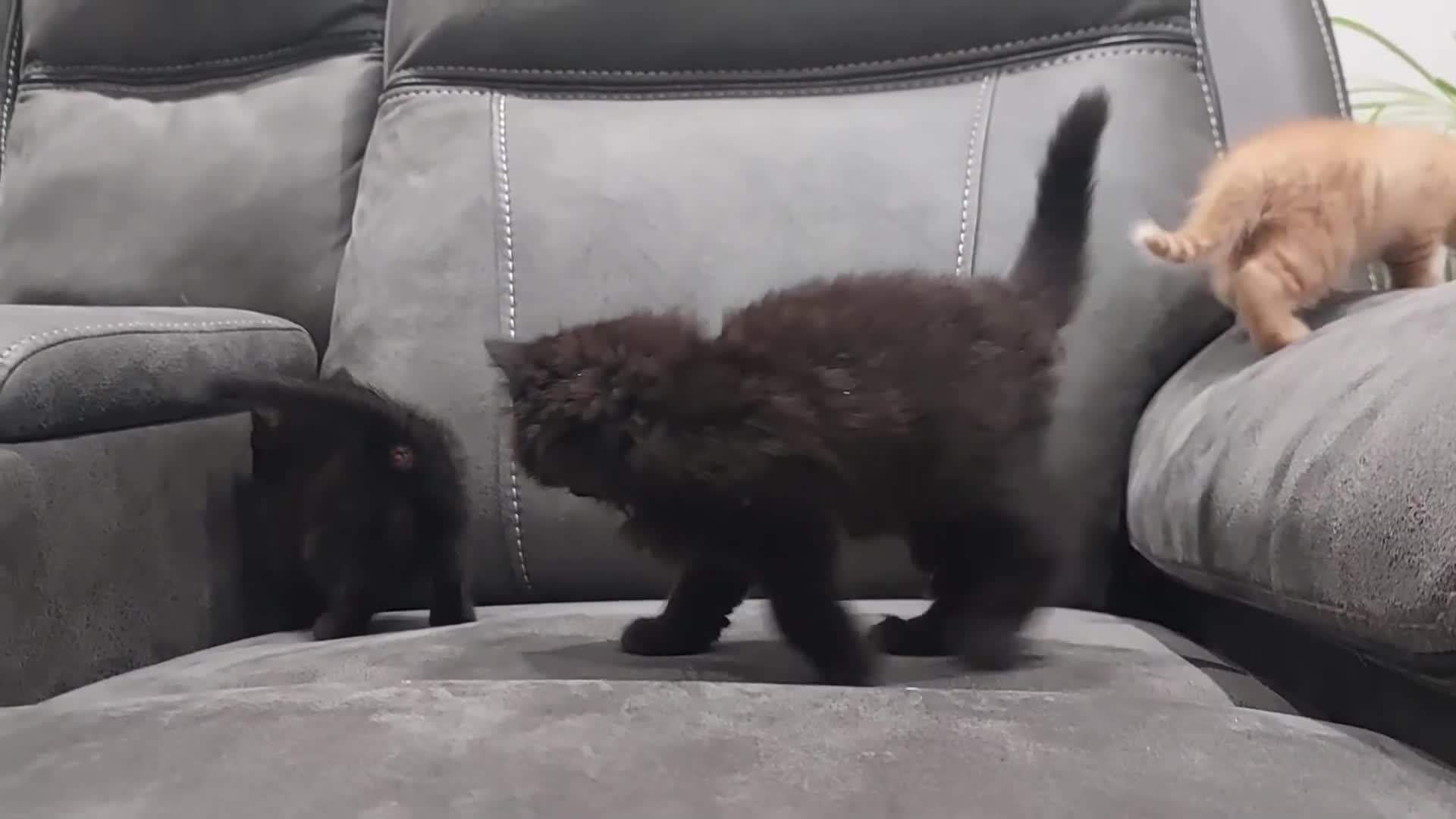 Mixed Breed cats for sale: Kittens ginger/black  - Video 1