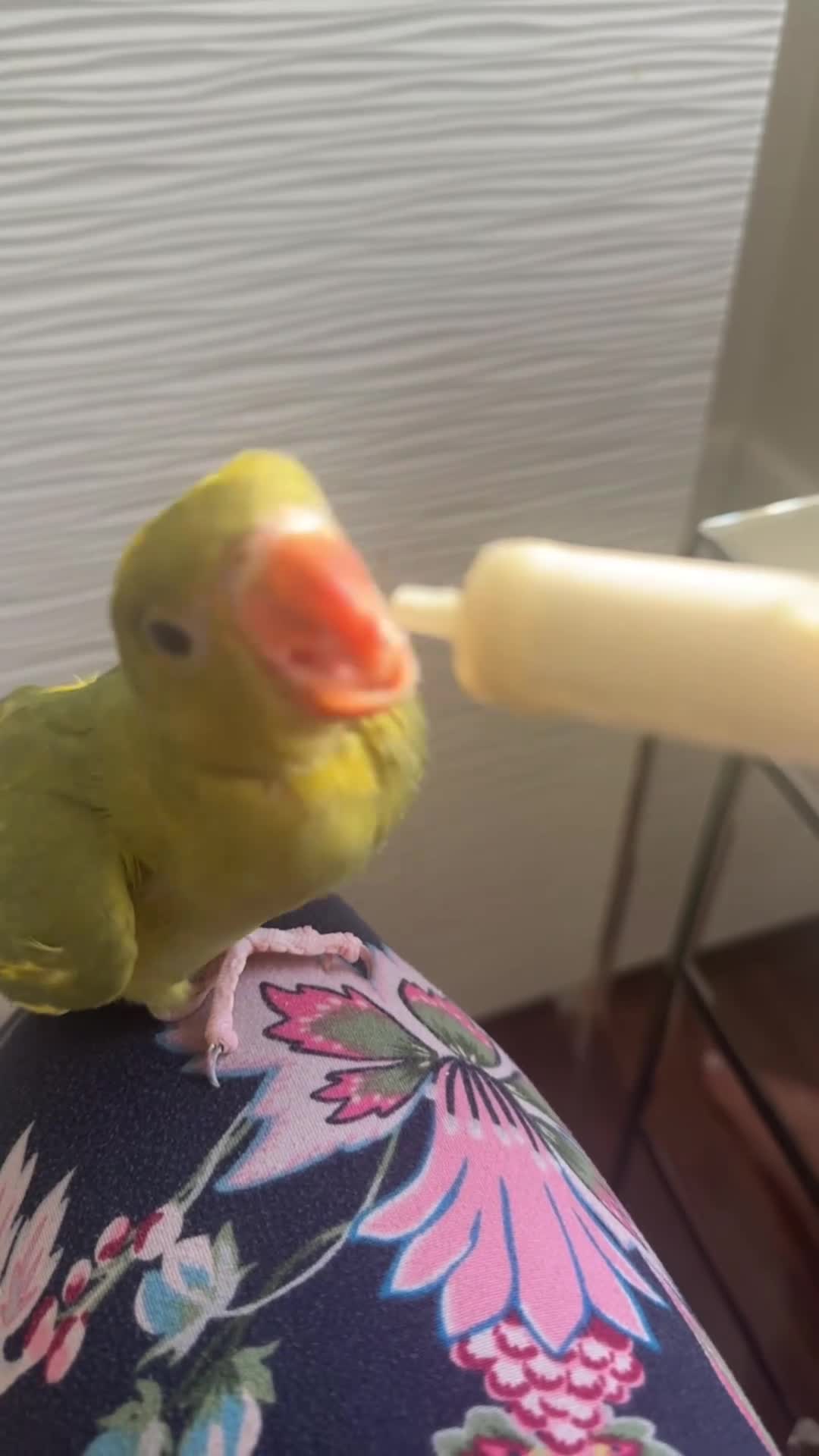 Parrots birds for sale: 1 month- hand tamed Indian ring neck-cuddles-rare  - Video 3