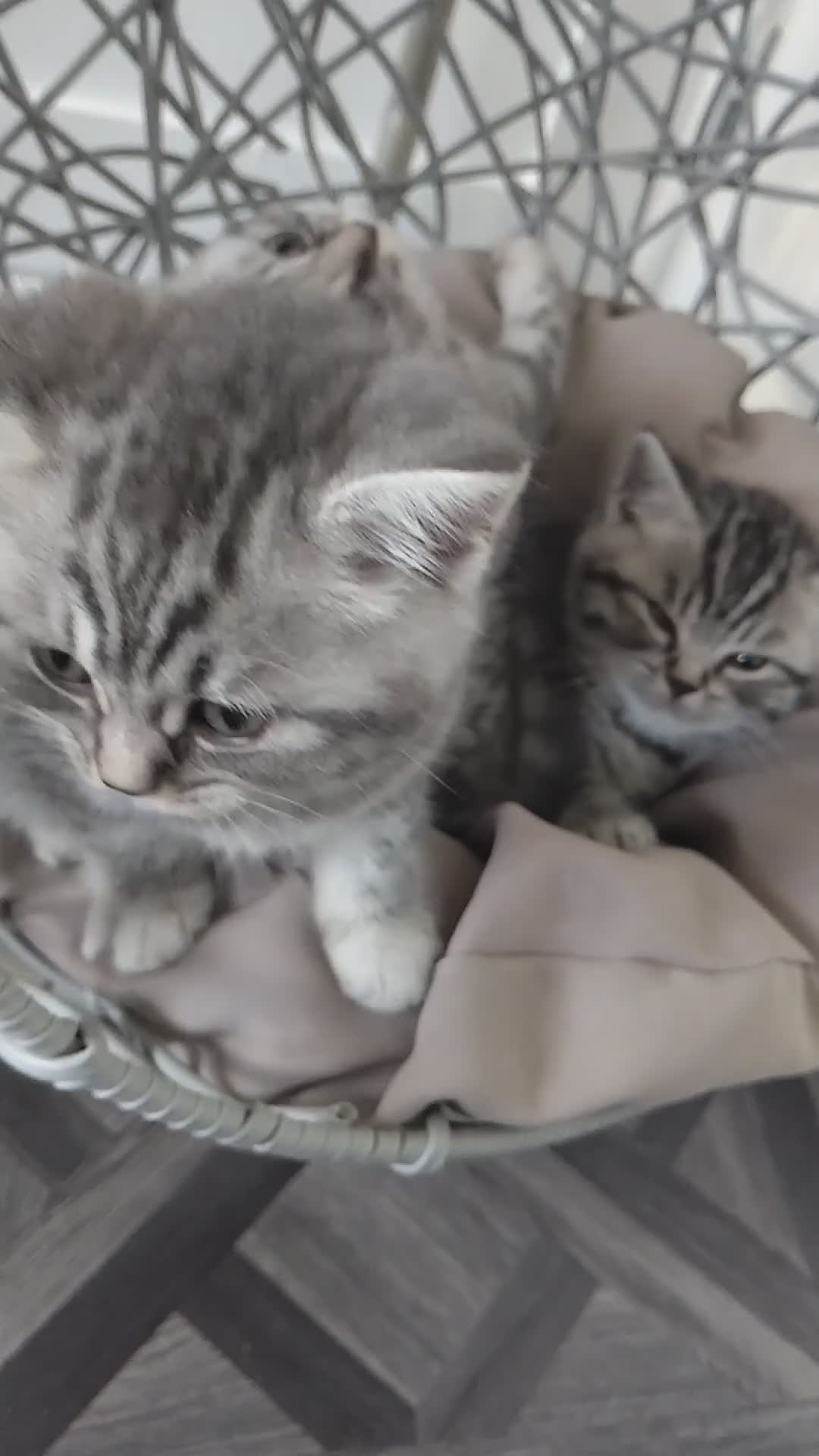 British Shorthair cats for sale: Stunning British Shorthair Kittens For Sale - Video 1