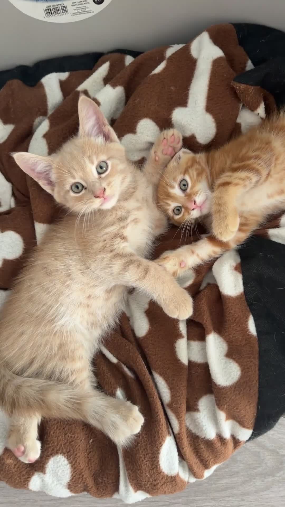 Mixed Breed cats for sale: Maine Coon x British Shorthair  - Video 2