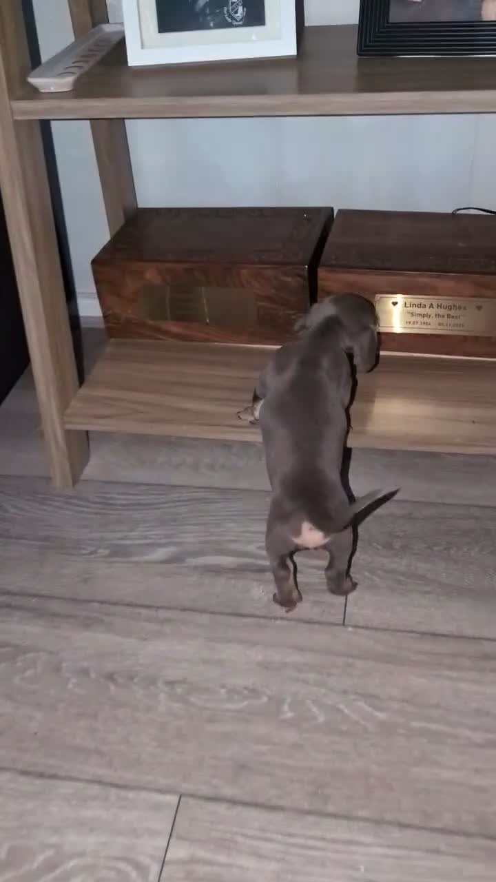 Miniature Dachshund dogs for sale: Gorgeous Purebred Miniature Dachshund Puppies - Video 3
