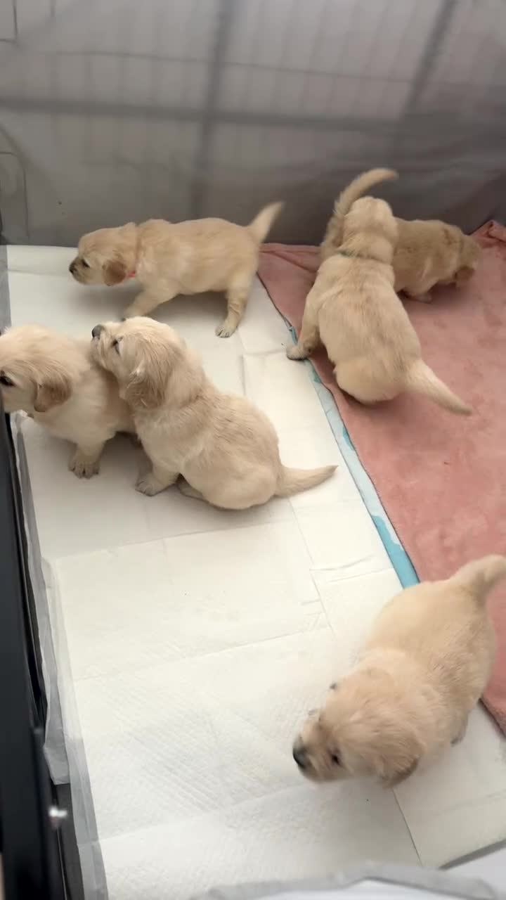 Golden Retriever dogs for sale: Golden retriever puppies in Newcastle upon Tyne - Video 1