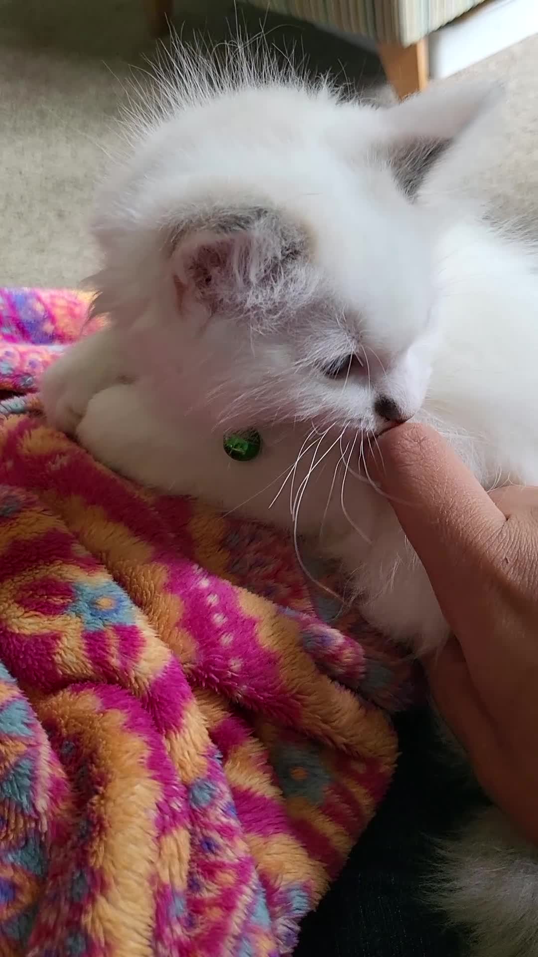 Ragdoll cats for sale: Exquisite pure ragdoll kittens  - Video 2