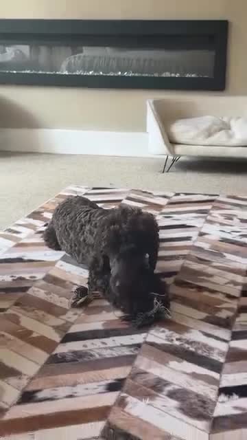 Miniature Poodle dogs for sale: Vinnie our minature poodle - co own  - Video 1