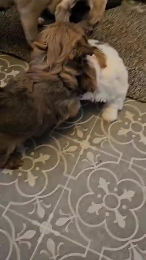 Shih Tzu dogs for sale: READY NOW 4 gorgeous male shih ztu puppies  in Grantham - Video 5