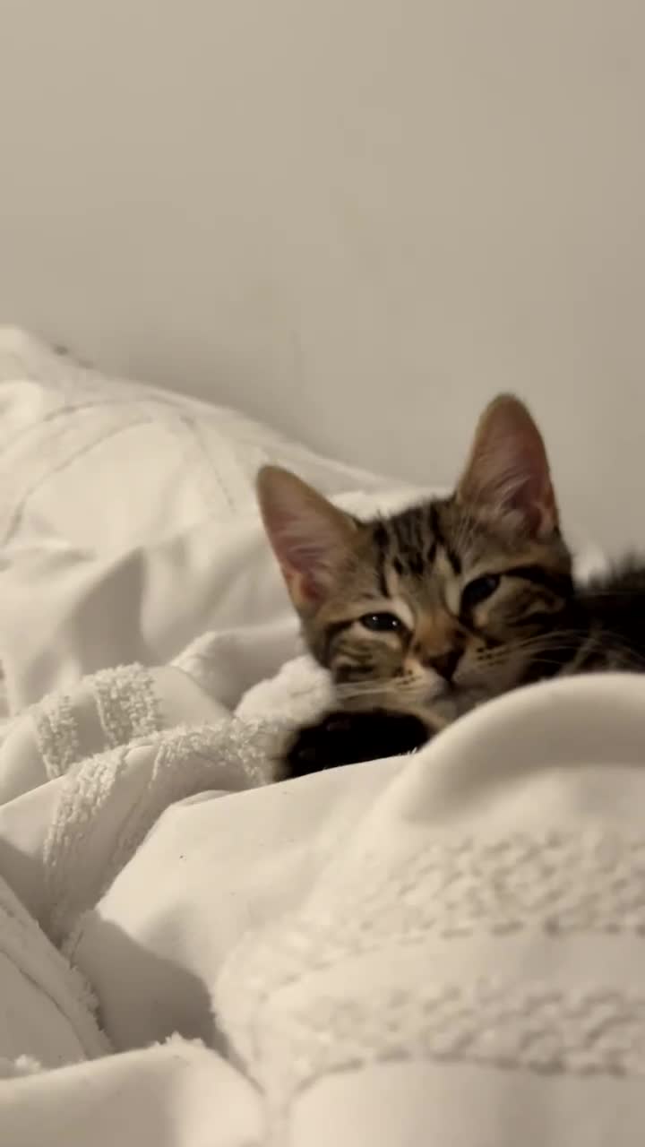 Mixed Breed cats for sale: Kitten for sale (Bengal/Blue) in Accrington - Video 1